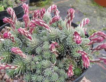 Saxifraga 'Lohengrin'